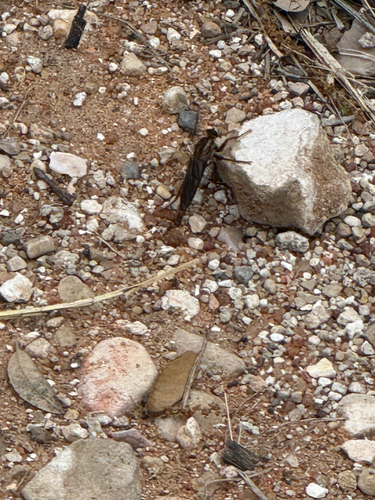 Scleropogon texanus