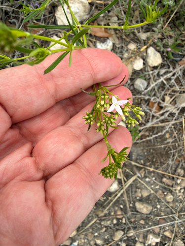 diamond-flowers (Stenaria nigricans)