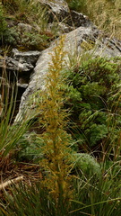 Aciphylla takahea