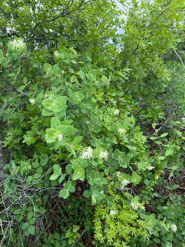 western white honeysuckle (Lonicera albiflora)