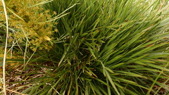 Aciphylla takahea