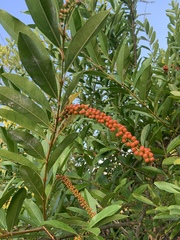 Citharexylum caudatum