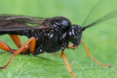 Pimpla arctica