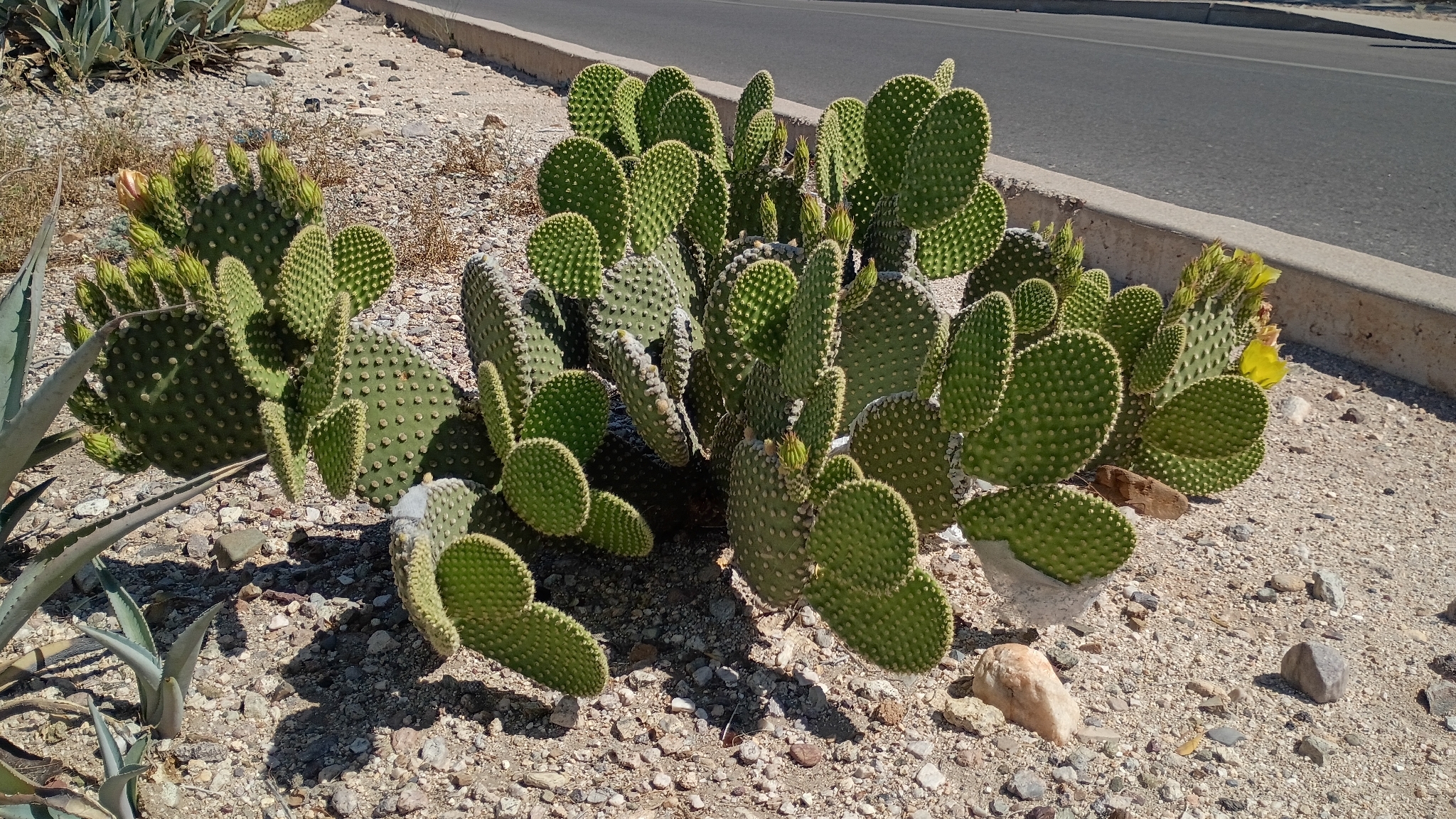 Bunny Ears Cactus (Opuntia microdasys)
