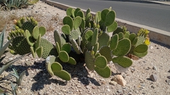 Oreilles De Lapin Cactus (Opuntia microdasys)