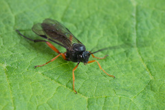 Pimpla arctica