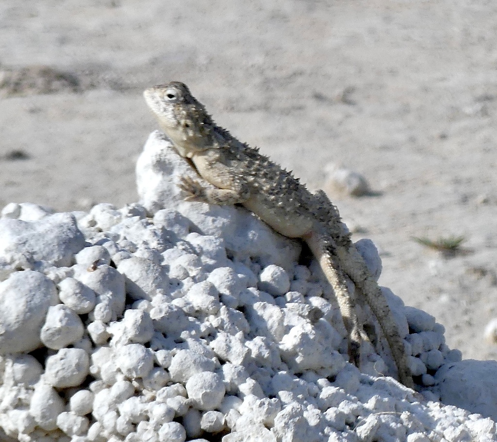 Etosha Agama