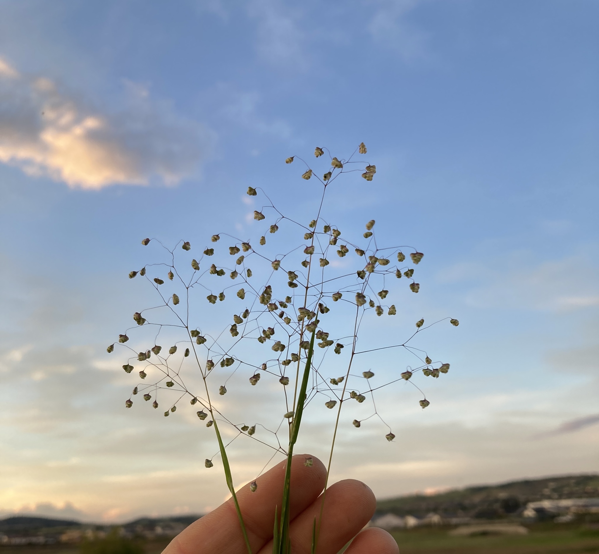Little Quakinggrass (Briza minor)