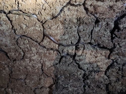 Russell's Wolf Snake