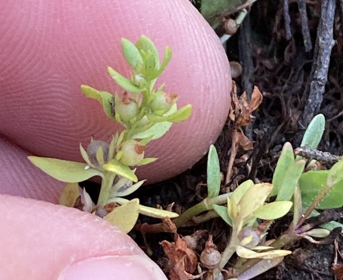 Chaffweed (Lysimachia minima)