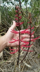 Erythrina herbacea image