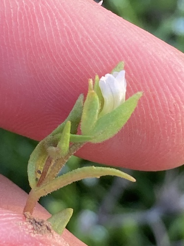 bractless hedge-hyssop (Gratiola ebracteata)