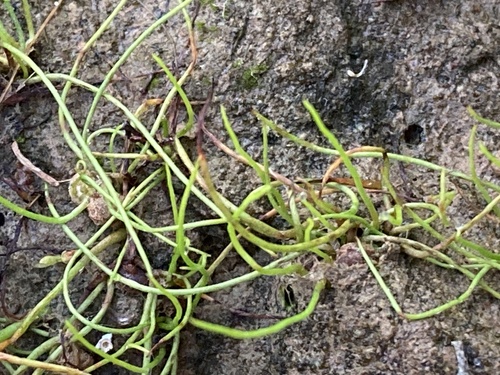 American Pillwort (Pilularia americana)