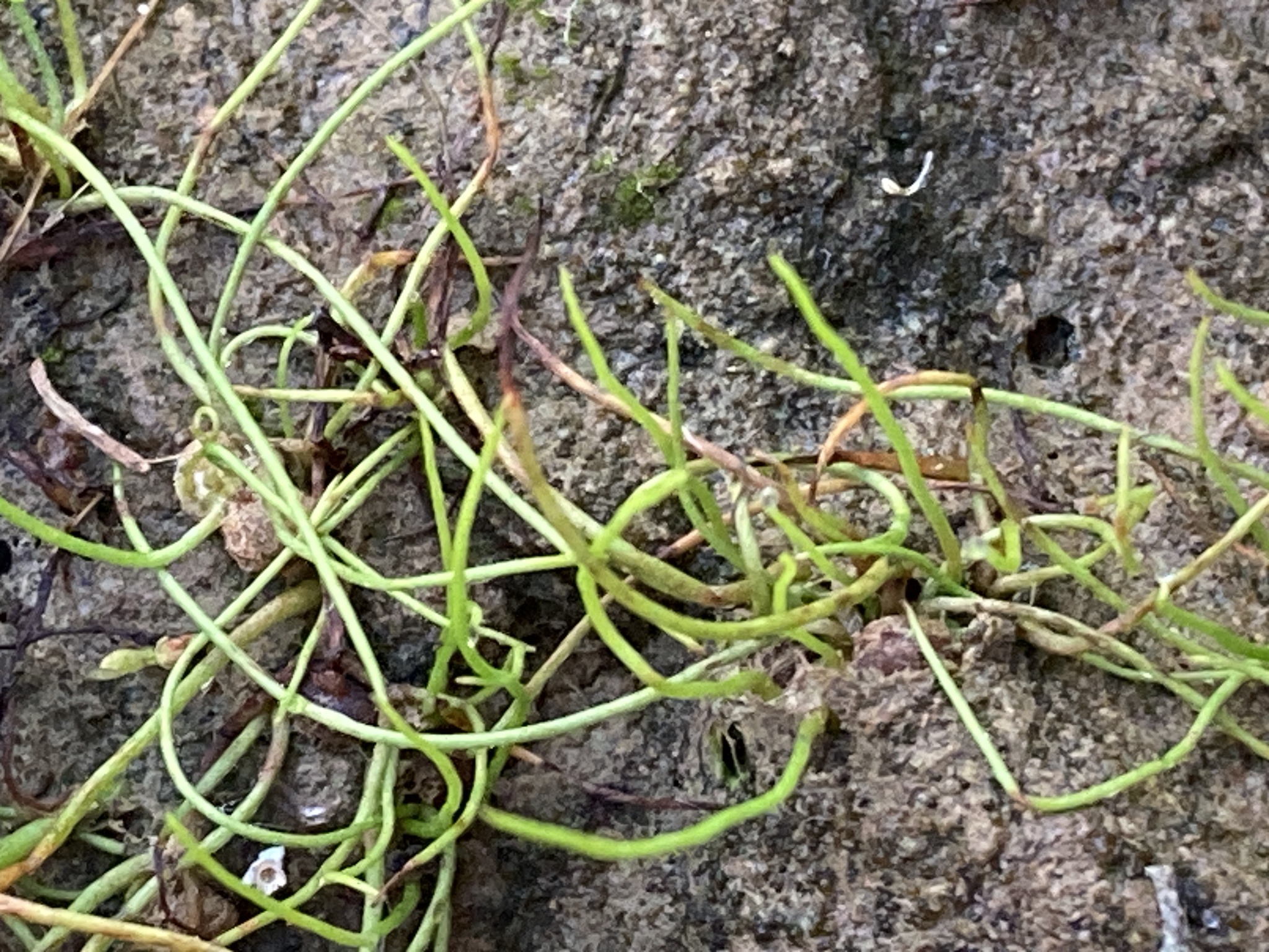American Pillwort (Pilularia americana)