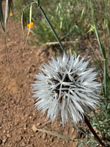 silverpuffs (Uropappus lindleyi)