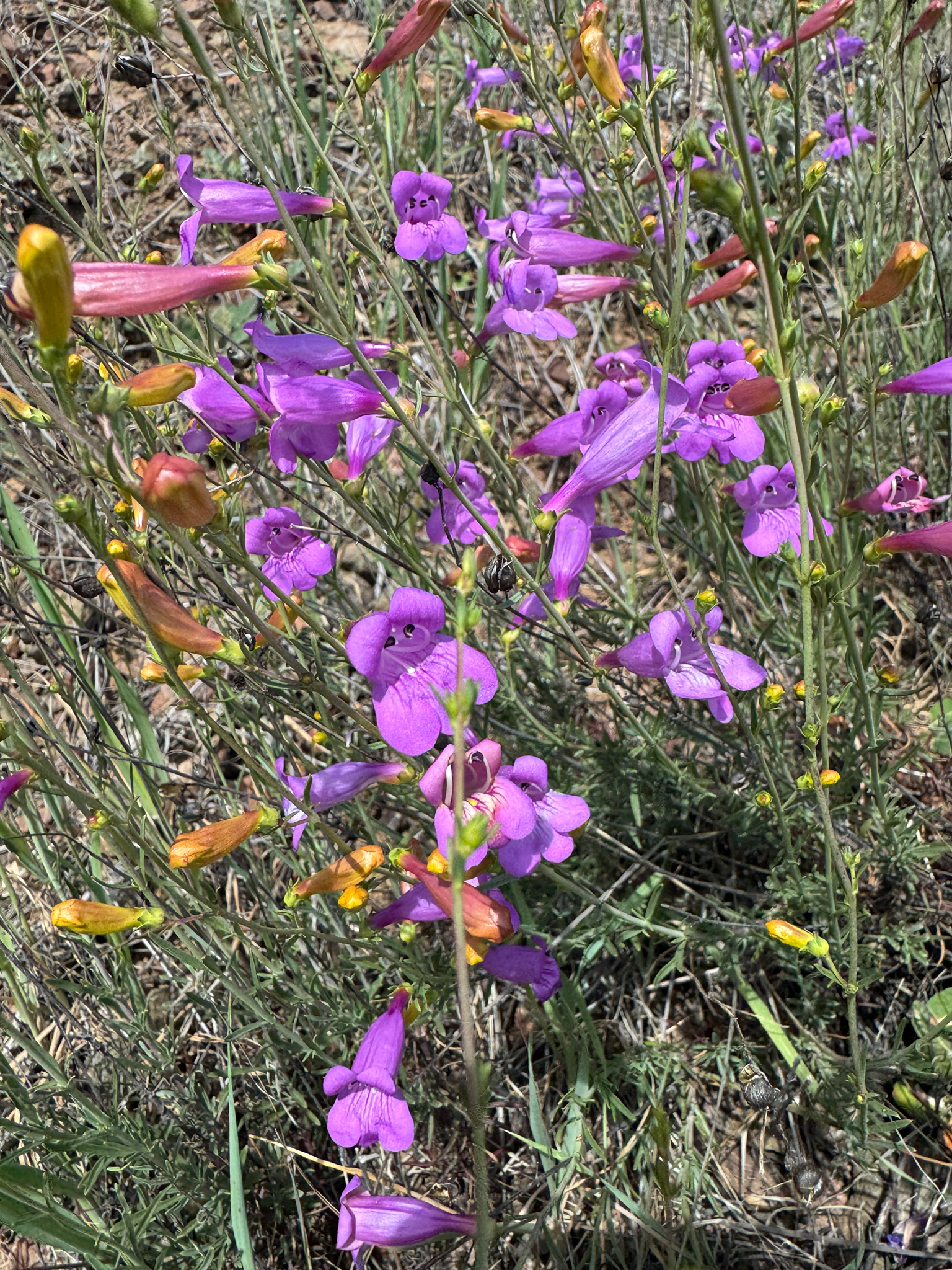 Bunchleaf Penstemon (Penstemon heterophyllus)