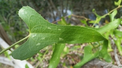 Smilax bona-nox image