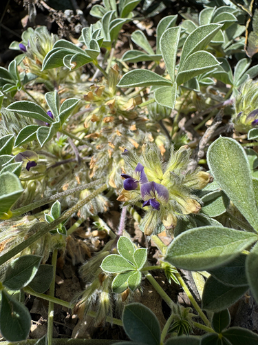 California Indian breadroot (Pediomelum californicum)