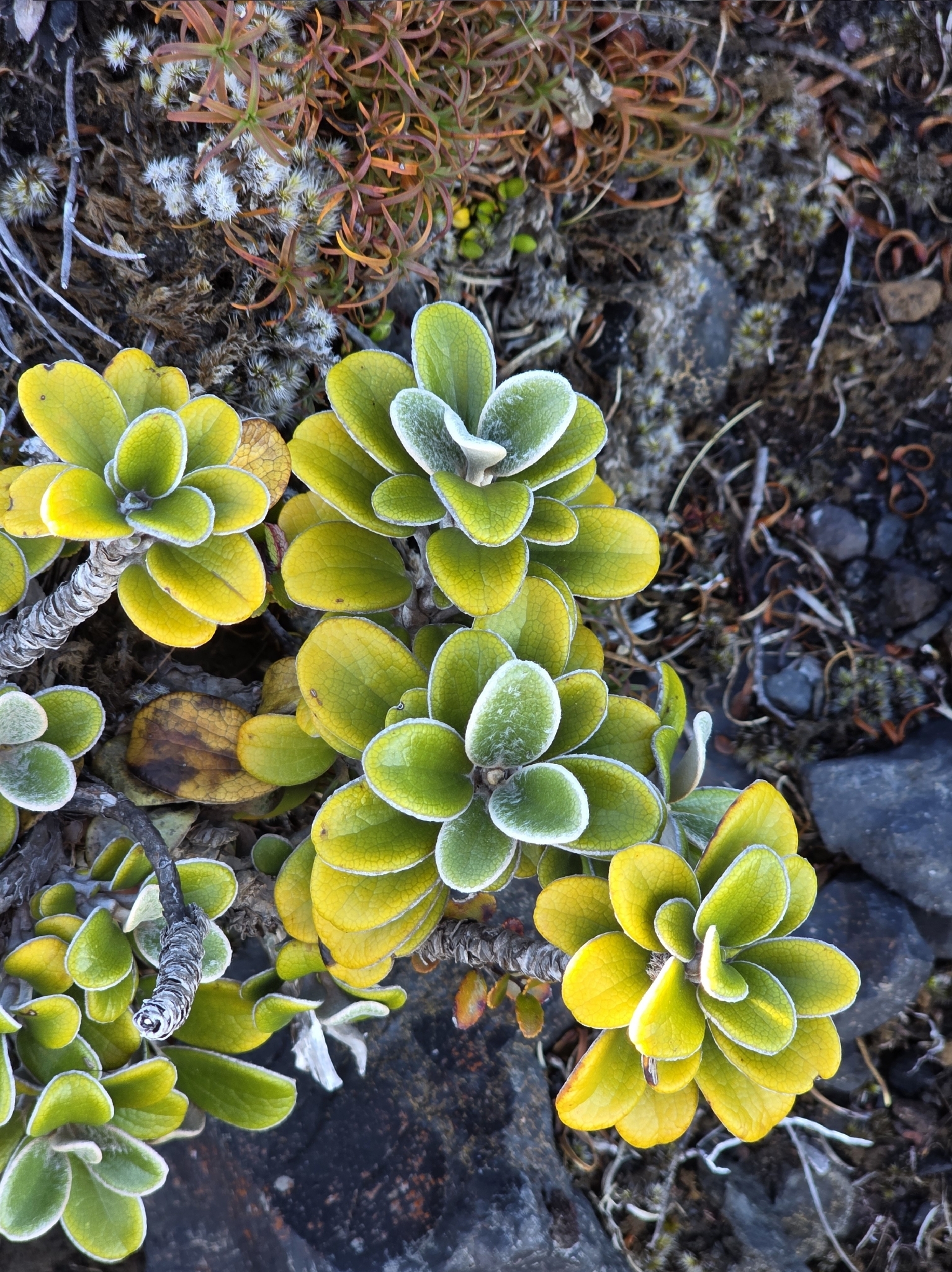 Brachyglottis bidwillii