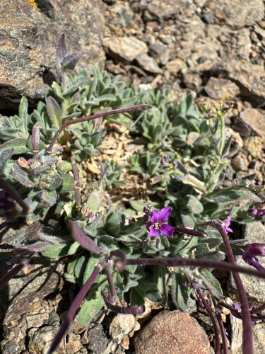 Brewer's rockcress (Boechera breweri)