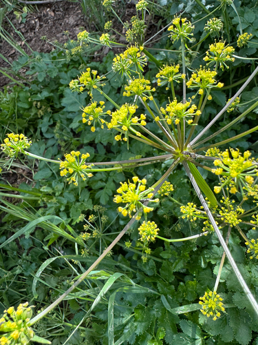 Hartweg's umbrellawort (Tauschia hartwegii)