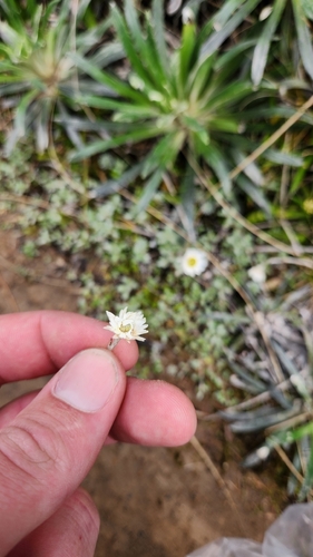 New Zealand Everlastingflower (Anaphalioides bellidioides)