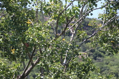 Pterocarpus rotundifolius image