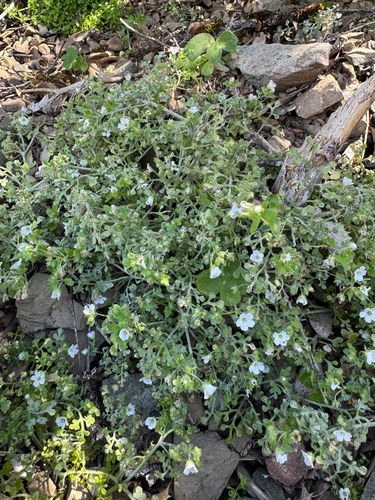 White nemophila (Nemophila heterophylla)