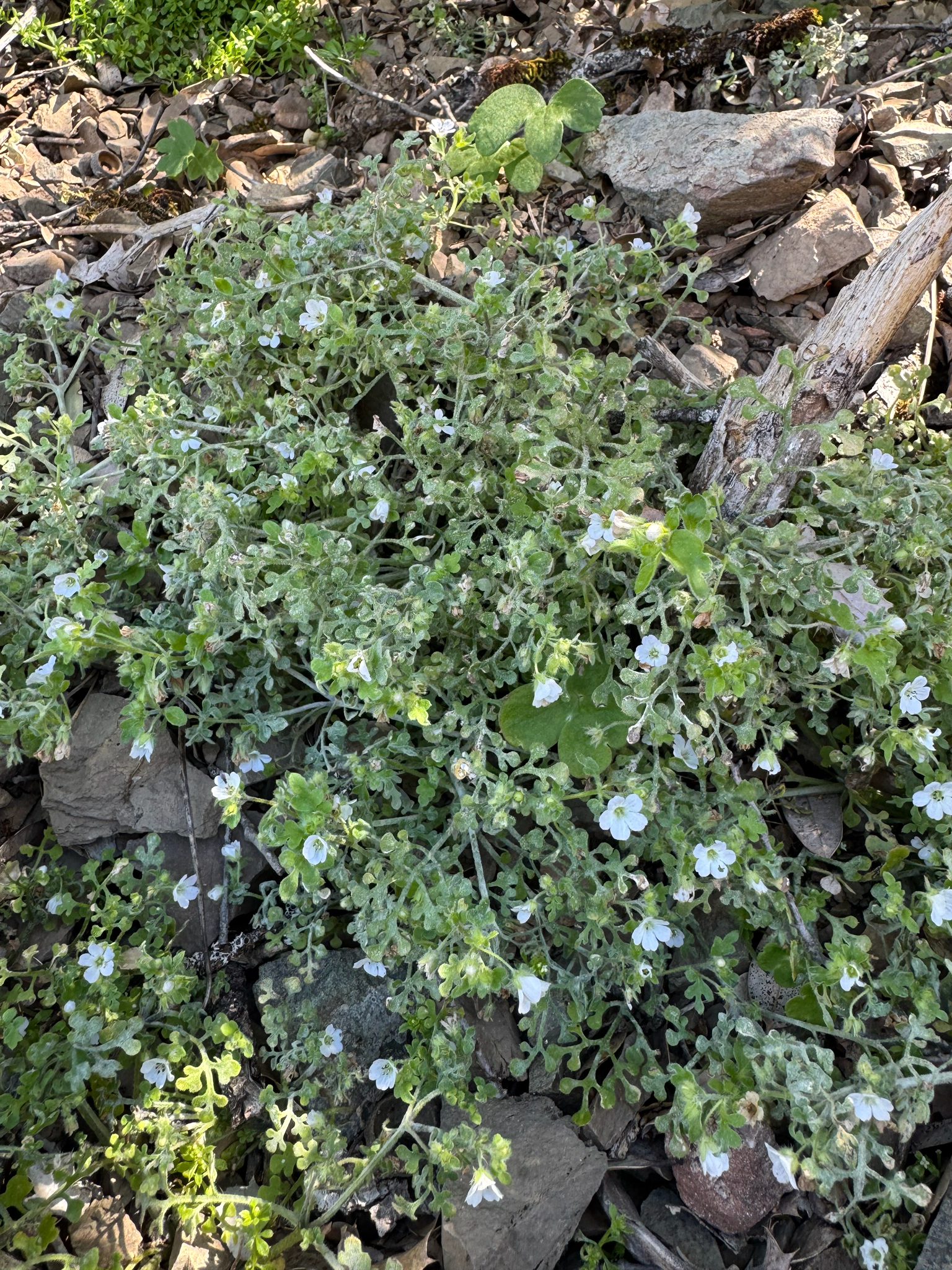 White Nemophila (Nemophila heterophylla)