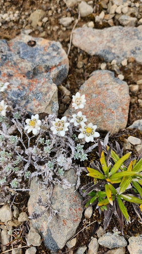 Leucogenes grandiceps, photograph 4