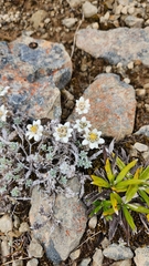 Leucogenes grandiceps, photograph author not stated, no rights reserved
