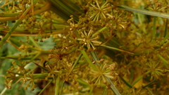 Aciphylla takahea
