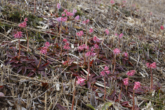 Heloniopsis orientalis