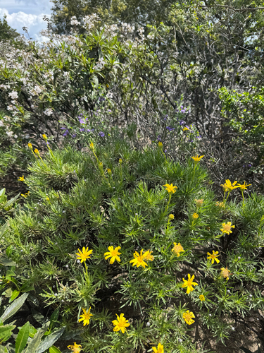 narrowleaf goldenbush (Ericameria linearifolia)