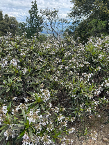 California yerba santa (Eriodictyon californicum)