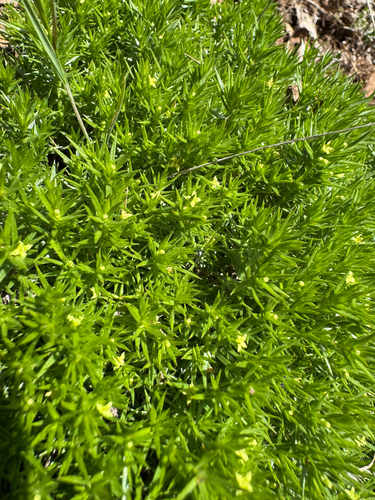 Phlox-leaved Bedstraw (Galium andrewsii)