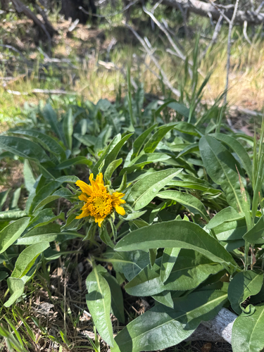 Mt. Diablo Helianthella (Helianthella castanea)