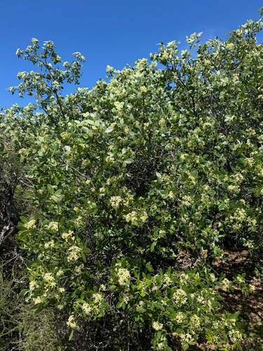 Western Hoptree (Ptelea crenulata)