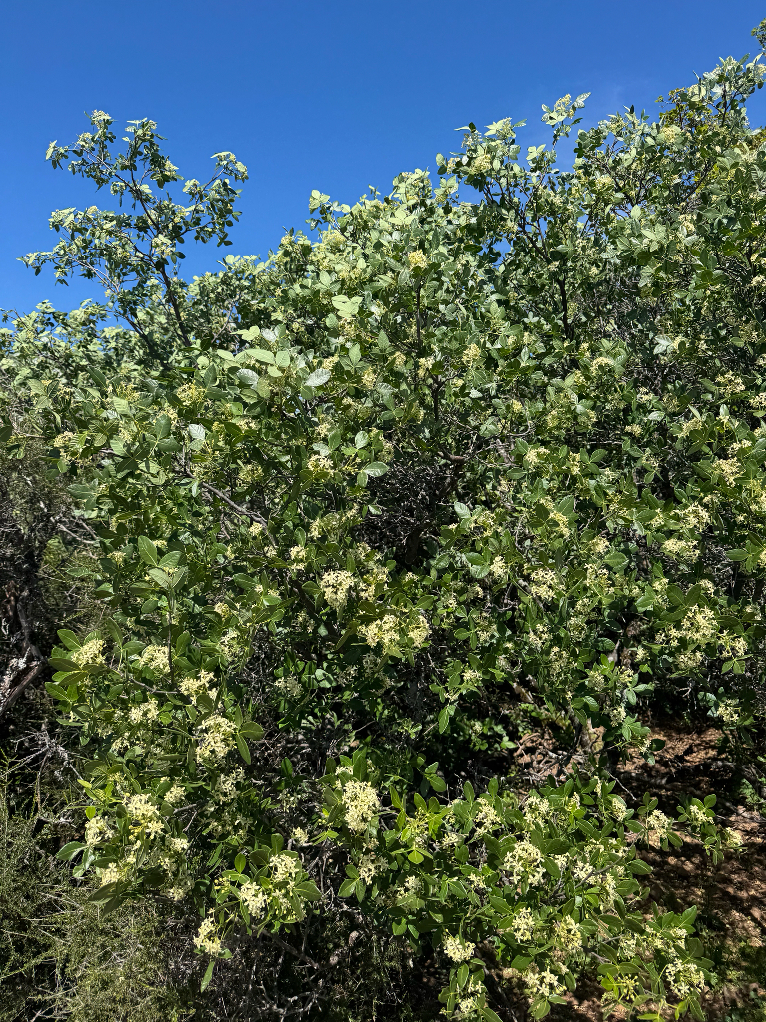 Western Hoptree (Ptelea crenulata)