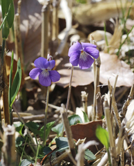 Viola obtusa