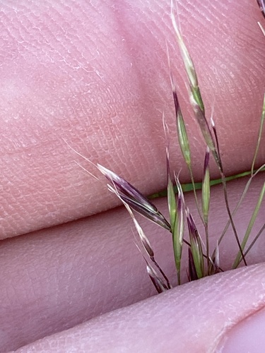 annual hairgrass (Deschampsia danthonioides)