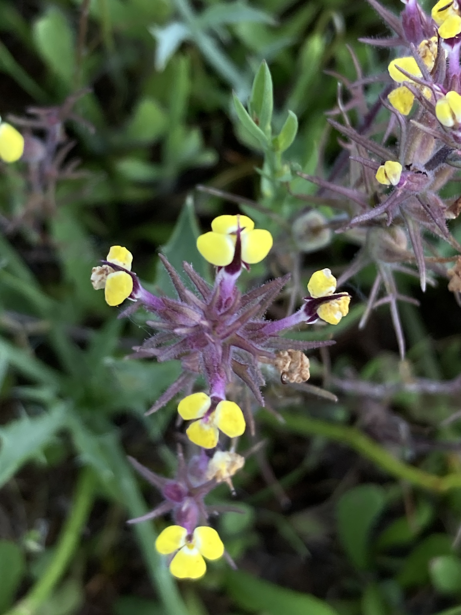 Johnnytuck (Triphysaria eriantha)