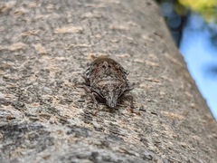 Rhaphigaster nebulosa