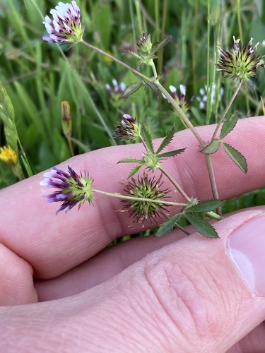 white-tipped clover (Trifolium variegatum)