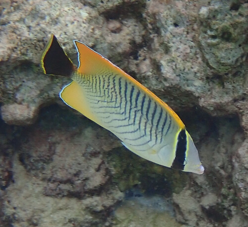 Chaetodon trifascialis