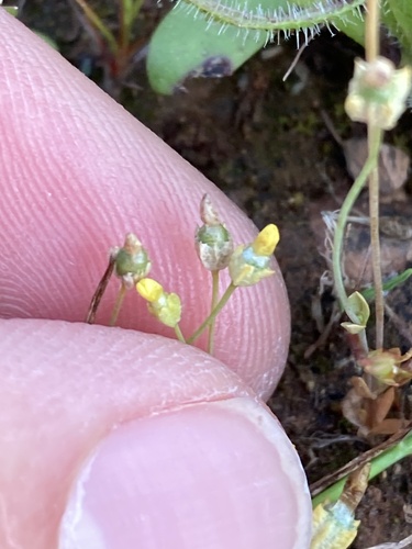 timwort (Cicendia quadrangularis)