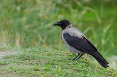 Corvus cornix