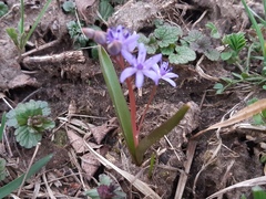 Scilla vindobonensis