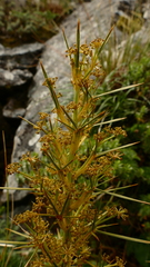 Aciphylla takahea