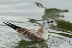 Chroicocephalus ridibundus